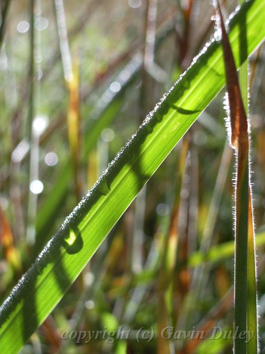 Dew and grass, near Point Lookout IMGP1426.JPG